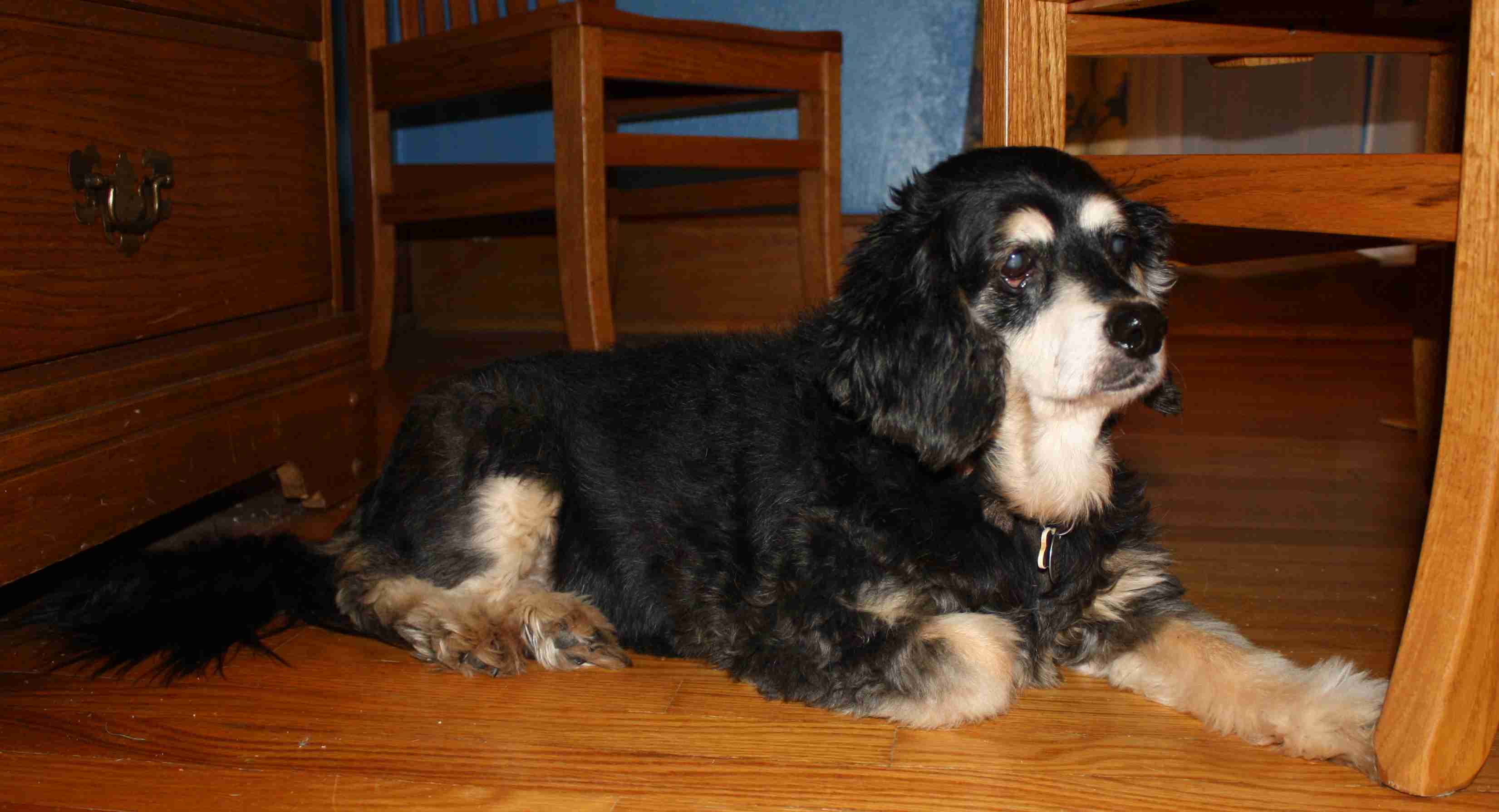 2009-06-11 Maddie.jpg